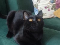 Ücretsiz Baba Scottish Fold Anne Siyam 06.12.2024 Doğumlu