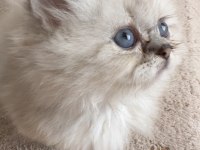 Küçük british prens yuvasına gitmeye hazır