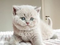 Masum Bebek Lilac British Shorthair
