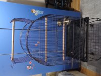 Full Evcil 6 Aylık Yavru Senegal Papağanı