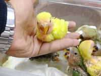 Prehistoricpets garantisi ile el besleme sevdalar