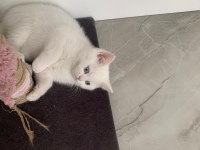 Güzeller Güzeli Maviş Kız Kedimiz