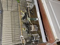 Yavru Sultan Papağanlarımız