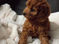 Toy poodle yavrularımız
