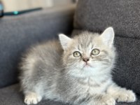 British Bebekler Yeni Yuvalarını Arıyorlar