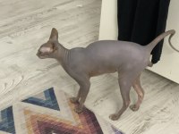 7,5 Aylık Erkek Sfenks