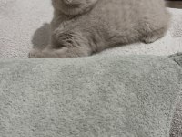 Cinnemon Fawn British Shorthair Yavrularımız
