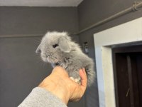 Safkan tavşanlar her yere gönderilir