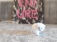 Gri Ve Beyaz Scottish Fold Bebekler