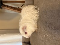 Yeni Guinea Pig Yavrularımıza Aile Olmak İster Misiniz?