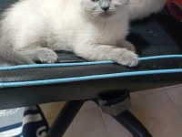 2 Aylık British Blue Point Yavru Kediler