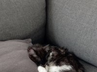 Maine Coon Kedimizi Sahiplendiriyoruz