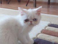 Old Eyes 2 Aylık Erkek Yavru Kedimiz