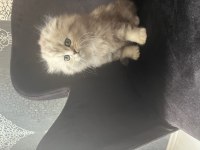 Full Şecereli Babanın Scottish Yavrusu