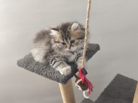 British longhair silver tabby
