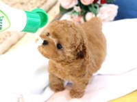 2 Aylık Yavrular Toy Poodle