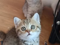 British shorthair yavrularımız oyuncu