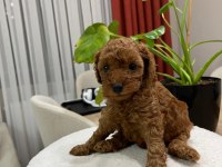 Red brown toy poodle yavru bebekler (2 mayıs doğumlu)