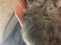 British Yavrularımız