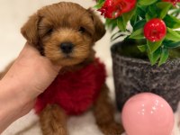 Sevimli Maltipoo Yavrular