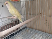 1 Ağız Yavru Alınmış Sevda Papağanı