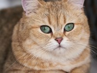 Bir Üreme Programı İçin Mükemmel Scottish Straight