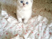 Scottish fold lynx point top kafa