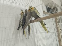 2 aylık evcil yeme düşmüş sultan papağanı yavrular