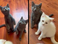 British tatlı british shorthair bebeklerim