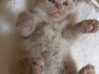 Scottish Fold Orjinal Kedimiz