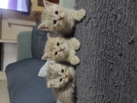 2 british shorthair 1 tane scottish