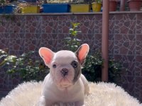 Egzotik French Bulldog Yavrularım Harika Renkler Ve Anatomiler