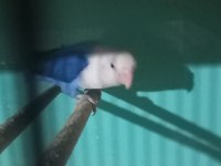 Cennet Yavru El Besleme İsteyene Hazır Takım Olarak