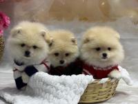 2 aylık 2 dişi ve 1 erkek pomeranian