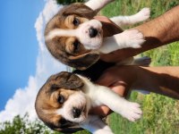A Kalite Beagle Bebekler