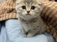 6 adet yavru kedim var