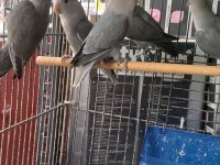 Sevda Cennet Papağanlar Yavrular Uysal Ele Alışık El Besleme