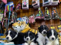 Enerjisiyle Hayatınıza Neşe Katacak Border Collie!