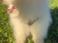 3 Aylık Dişi Pomeranian Teacup