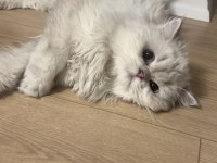 Oyuncu british longhair yavrumuz cakır