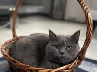 Acil Sahiplendirme British Kedimiz 4 Yaşında