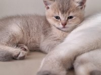 Minik bebek kedilerimiz yeni sahiplerini arıyor