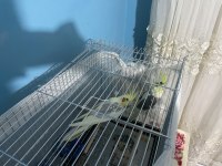 Çift sultan papağanı