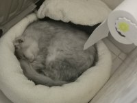 9 Aylık Scottish Straight Longhair Aşıları Tam Tuvalet Eğitimi Var