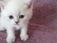 Irk Ve Sağlık Garantili Ayı Surat British Shorthair Bebekler