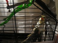 Sağlıklı Takım Sultan Papağanı