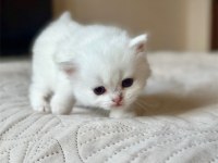 Beyaz Zarafet Silver British Shorthair