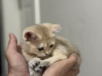 Ny11 golden british shorthair