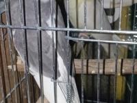 Yavru Alınmış Çift Sultan Papağanı