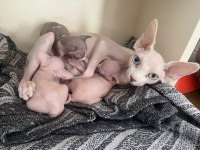 Sfenks yavrularımız için yuva arıyoruz